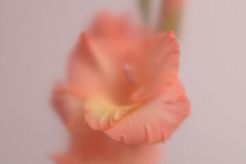 Fototapeta premium Smoke selected soft focus Gladiolus Flower translucent matte frosted glass. Abstract natural blurred grain light fog background.