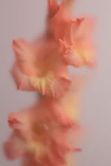 Fototapeta premium Smoke selected soft focus Gladiolus Flower translucent matte frosted glass. Abstract natural blurred grain light fog background.