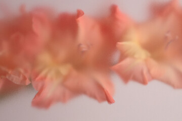 Fototapeta premium Smoke selected soft focus Gladiolus Flower translucent matte frosted glass. Abstract natural blurred grain light fog background.