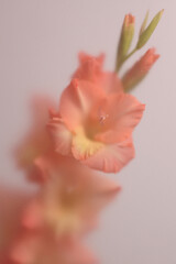 Fototapeta premium Smoke selected soft focus Gladiolus Flower translucent matte frosted glass. Abstract natural blurred grain light fog background.