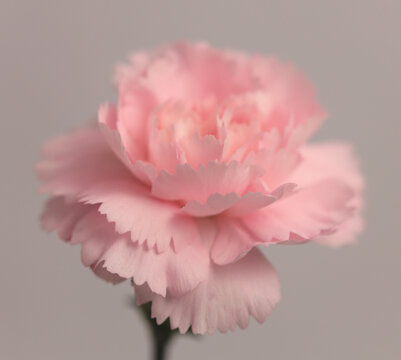 Close-up Smoke selected soft focus cream beige pink Carnation, rose Flower bud Petals. Natural art neutral blur light fog gray background.