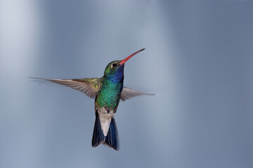 Fototapeta premium Broad-billed hummingbird in flight with motion