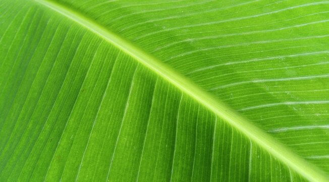Close-up of a green tropical leaf with detailed veins and a diagonal midrib, creating a natural botanical texture for backgrounds and organic designs.