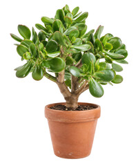 Vibrant green jade plant, a popular succulent houseplant, thrives in a rustic terracotta pot against a clean white background © no one