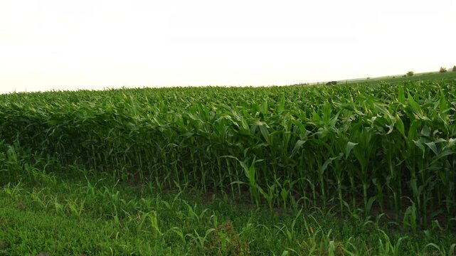 Green cornfield moving in the wind in a rural landscape during a summer day isolated on a white background