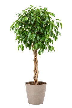 Vibrant green ficus benjamina houseplant with a braided trunk stands tall in a simple gray pot, isolated on a white background
