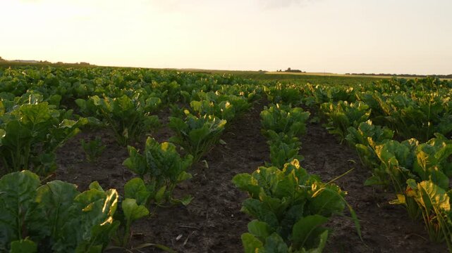 Fertile soil supports rows of young sugar beet plants in an agricultural field, glowing in the soft light of a pleasant evening