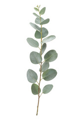 Single fresh eucalyptus branch with round, dusty green leaves and a slender stem, isolated on a clean white background © no one