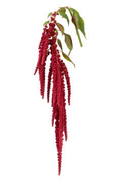 Vibrant red amaranth flower with green leaves hangs gracefully on a white background, showcasing its unique texture and form