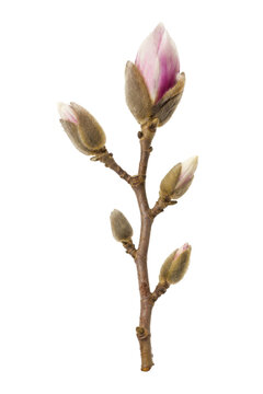 Delicate brown branch with multiple fuzzy magnolia flower buds, some showing soft pink petals, isolated on a clean white background
