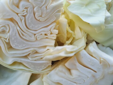 light green and white cabbage cores