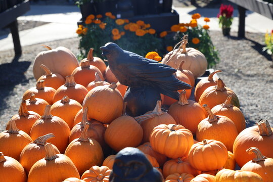 pile of pumpkins 
