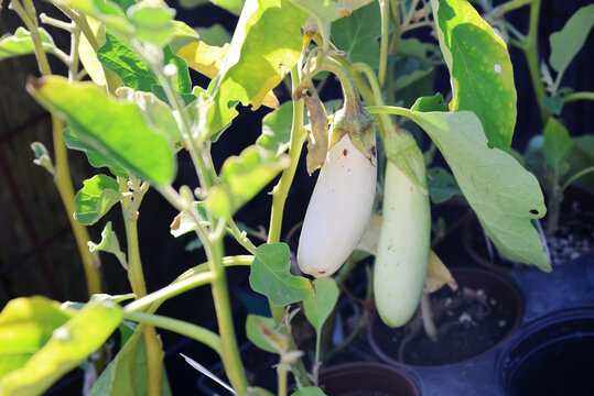 white eggplant