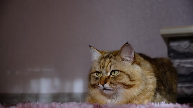 Cozy room features beautiful, leisurely cat in loaf position on a fluffy rug. Cat is enjoying the timid rays of morning sunlight and lazily looking around, observing everything happening in the space