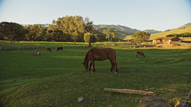 Cavalos pastando