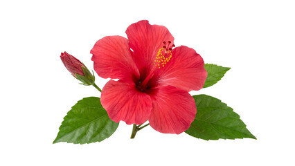 Red Hibiscus Flower with Green Leaves and Bud Isolated on White Background © Zoha