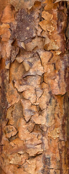 Upright panorama of of bark on Paperbark Maple tree (Acer griseum)