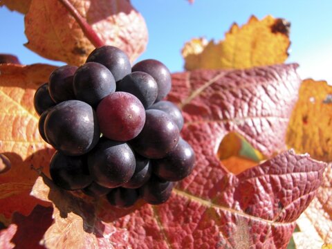 Ripe grapes