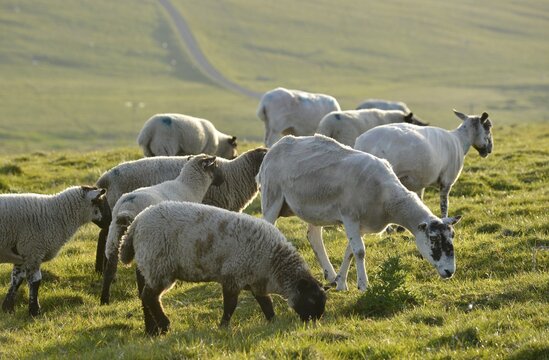 Sheep on a pasture, north coast of Scotland, John o'Groats, Freswick, Dunnet, Caithness, Scotland, United Kingdom, Europe