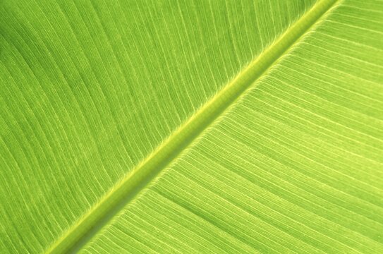 Banana leaf macro