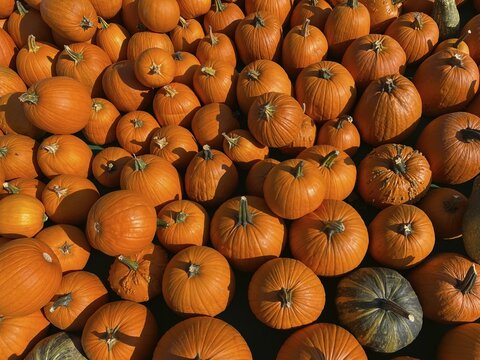 Hokkaido pumpkin (Cucurbita maxima), Agriculture, Tauber valley, Tauberfranken, Main-Tauber district, Lauda-K&ouml;nigshofen, Baden-W&uuml;rttemberg, Germany