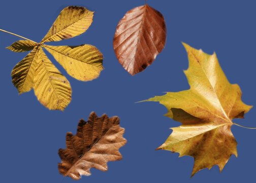 Autumn leaves