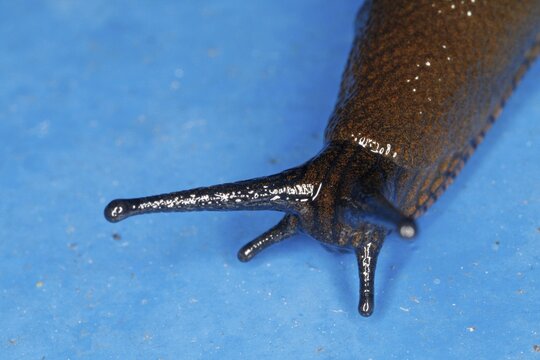 Close-up of a snail