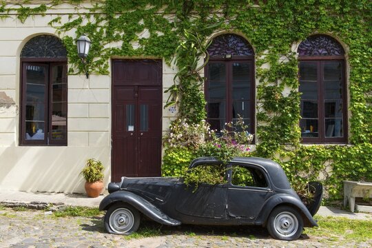 Car wreck of an oldtimer overgrown with plants, Colonia del Sacramento, Uruguay