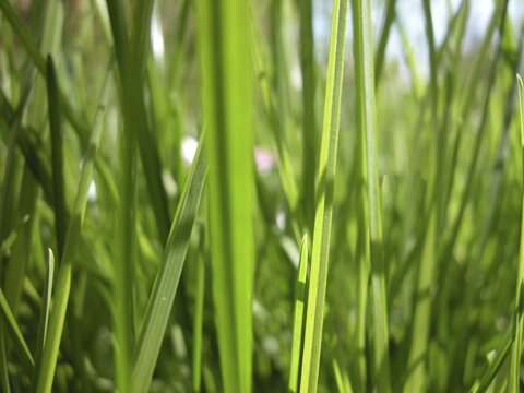Close up view of some blade of grass