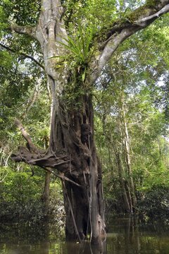 Jungle giant in the V&aacute;rzea forests, Mamirau&aacute;-Nationalpark, Manaus, Amazonas State, Brazil