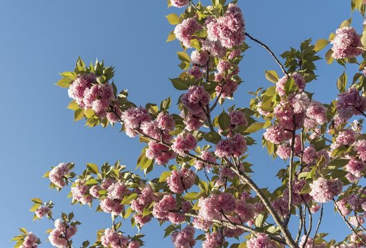 Close-up of flowers of sakura cherry tree in bloom, Kyoto, Japan