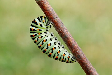 Chenille Machaon © jeanMichel