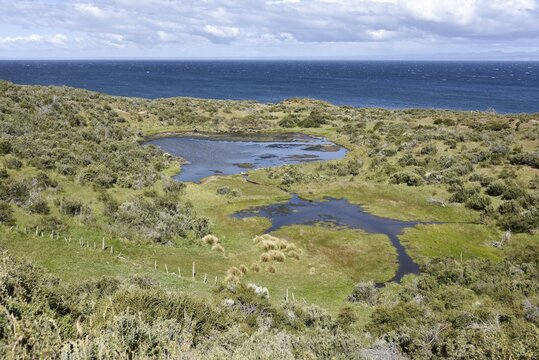 Coast of the Strait of Magellan between Porvinier and Punta Arenas, Patagonia, Chile