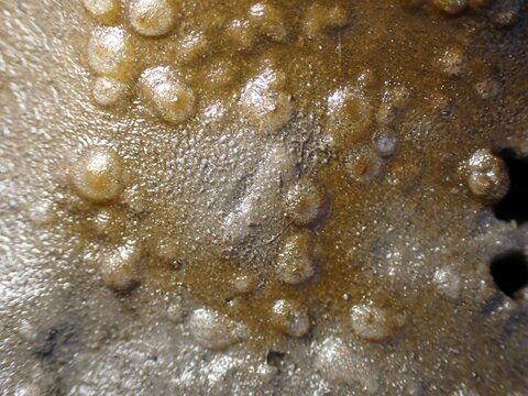 Diatoms (Bacillariophyta), bottom microalgae, Wadden Sea, National Park, UNESCO World Heritage Site, S&uuml;derdeich, Vollerwiek, T&ouml;nning, North Friesland, Schleswig-Holstein, Germany
