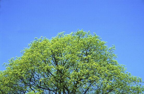 Green crown of a tree blue sky