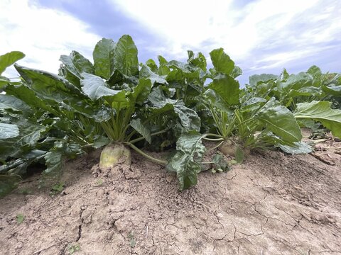 Sugar beet (Beta vulgaris), Agriculture, Field, Tauber valley, Tauberfranken, Main-Tauber district, Lauda-K&ouml;nigshofen, Baden-W&uuml;rttemberg, Germany