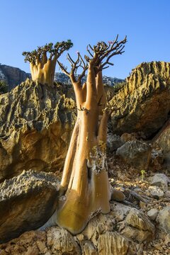 Bottle Trees (Adenium obesum) in bloom, endemic species, Socotra, Yemen