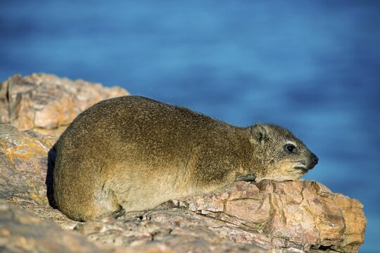 Rock hyrax or rock badger (Procavia capensis), Hermanus, Western Cape, South Africa