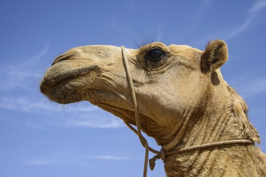 Detail view, camel on the camel market of Keren, Eritrea
