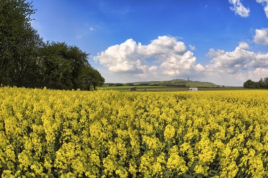 Rape field in bloom, camper van and K&ouml;terberg on the horizon, H&ouml;xter, Germany