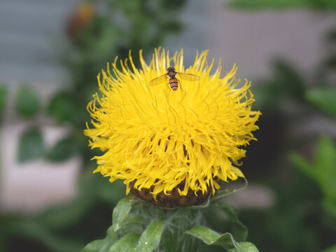 Giant knapweed flower with a marmalade hoverfly