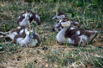 Junge Nilgänse auf einer trockenen Wiese © christiane65