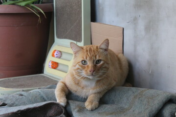 cat laying © Aki