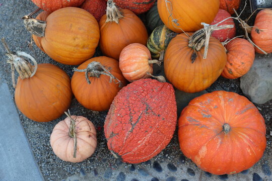 orange pumpkins 