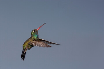 Fototapeta premium Broad-billed hummingbird in flight