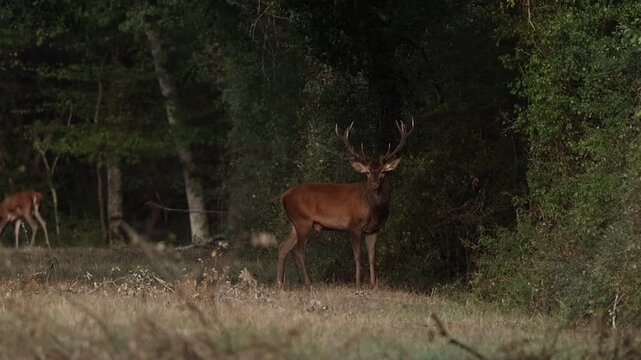 Brame du Cerf 2026 &agrave; Chambord