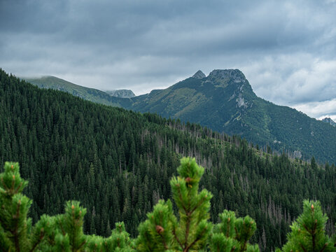 Mountain landscape with dense forest under cloudy sky
