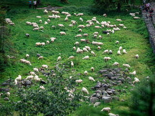 Green pasture with grazing sheep and people watching © Wojciech Kuziów