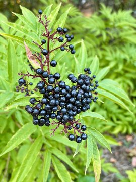 Dwarf elder (Sambucus ebulus) is a herbaceous perennial plant belonging to the Adoxaceae family.