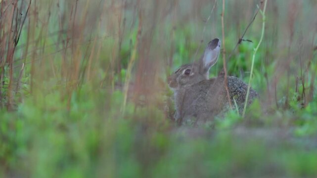 wild European rabbit (oryctolagus cuniculus) sitting and moving peacefully in the mostly dry summer grass of a meadow